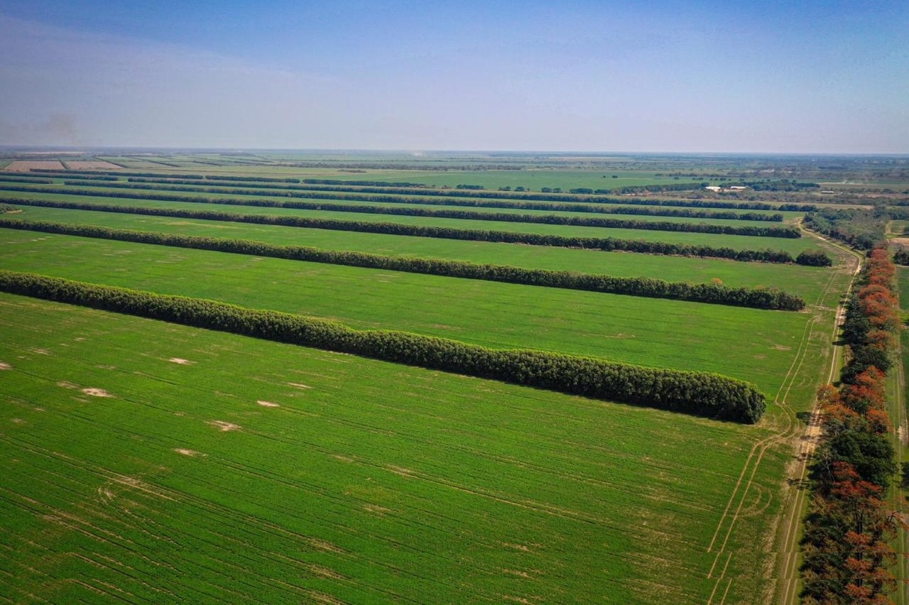 Agroforestry landscape