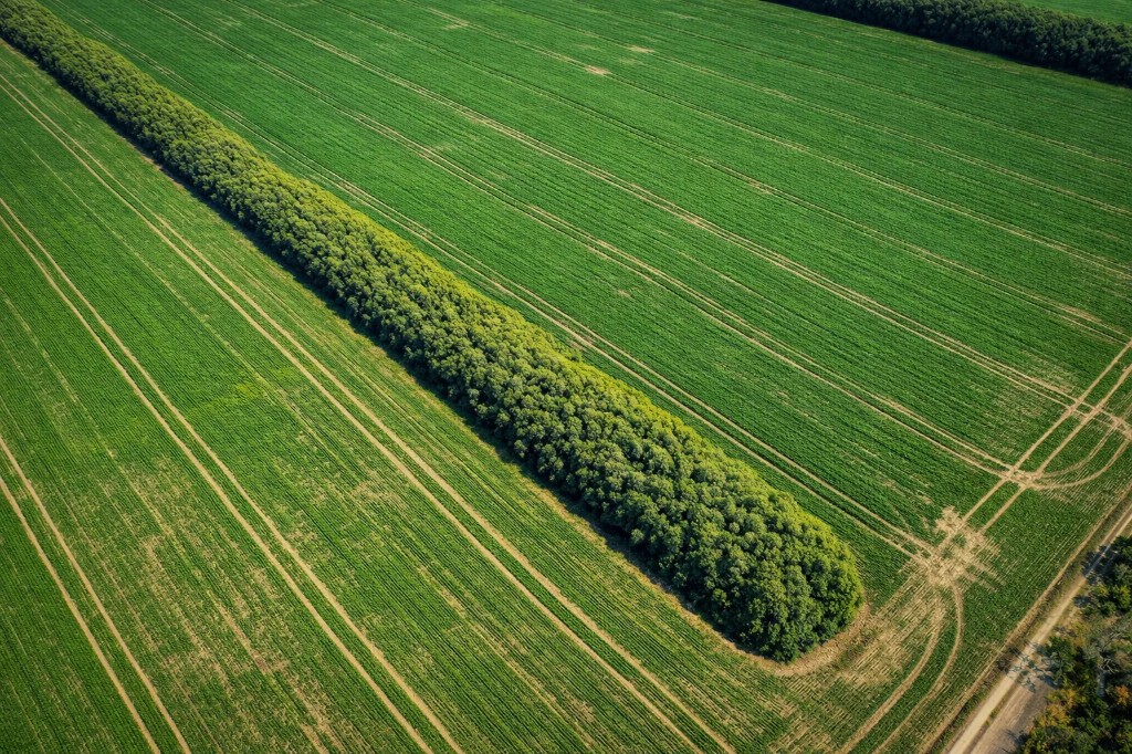 Restored agroforestry landscape in the Amazon